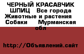 ЧЕРНЫЙ КРАСАВЧИК ШПИЦ - Все города Животные и растения » Собаки   . Мурманская обл.